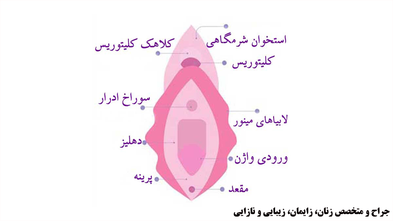 لابیپلاستی-در-اصفهان | دکتر-شهرزاد-شعبانی-نیا | بهترین-پزشک-زنان-اصفهان
